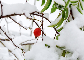 Image showing The leaves and berries of the hawthorn, covered with snow.