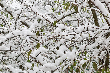 Image showing The first heavy snow on the branches of trees.