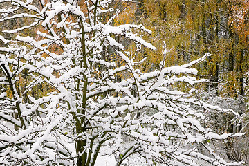 Image showing The first heavy snow on the branches of trees.