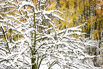 Image showing The first heavy snow on the branches of trees.