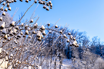 Image showing Bright winter landscape with trees in the forest at sunrise