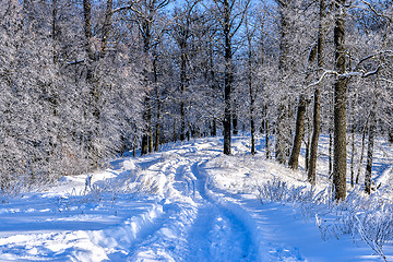 Image showing Bright winter landscape with trees in the forest at sunrise