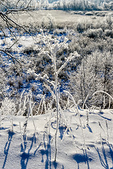 Image showing Bright winter landscape with trees in the forest at sunrise