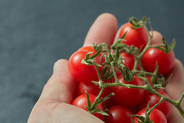 Image showing Red cherry tomatoes in a man\'s hand