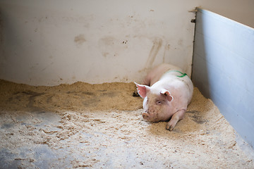 Image showing Large hog in a stable