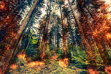 Image showing Fire in a forest at daytime