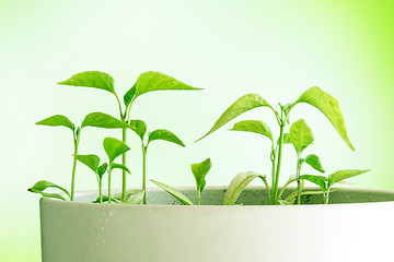 Image showing Green plants of chili in a pot