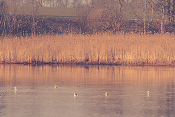 Image showing Birds in a quiet lake in the winter