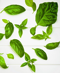 Image showing Fresh Basil Leafs