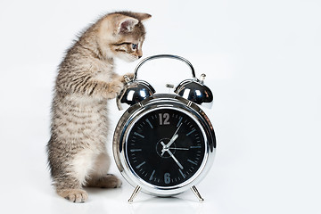 Image showing Little Kitten And Alarm Clock