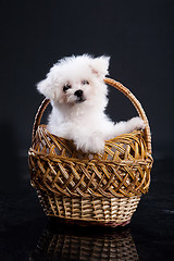 Image showing Fluffi Dog