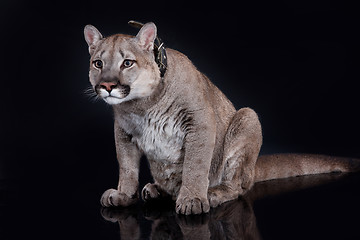 Image showing Puma