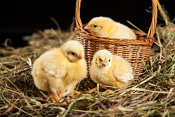 Image showing Little Yellow Chicken