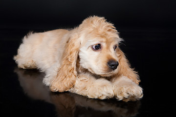 Image showing Cocker Spaniel