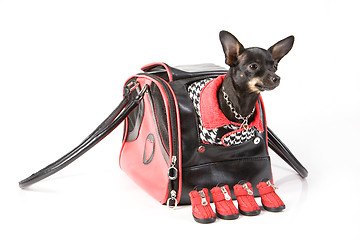 Image showing Dog Fashion
