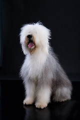 Image showing Fluffi Dog