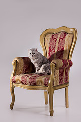 Image showing Cat In The Armchair