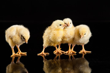 Image showing Little Yellow Chickens