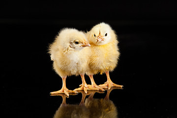 Image showing Little Yellow Chickens