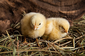 Image showing Little Yellow Chicken