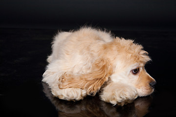 Image showing Cocker Spaniel