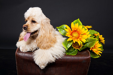 Image showing Cocker Spaniel