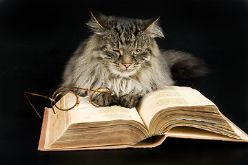 Image showing Cat And Book