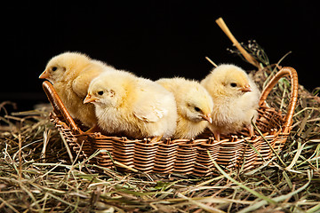 Image showing Little Yellow Chicken