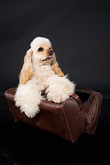 Image showing Cocker Spaniel