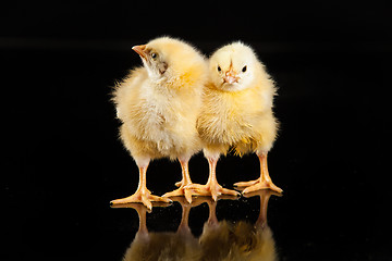 Image showing Little Yellow Chickens
