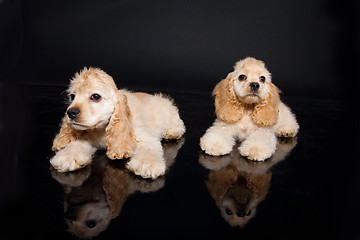 Image showing Cocker Spaniel