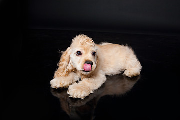 Image showing Cocker Spaniel