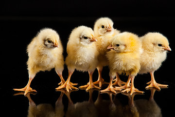 Image showing Little Yellow Chickens