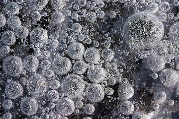 Image showing Air bobbles in ice