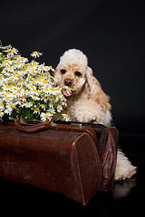 Image showing Cocker Spaniel