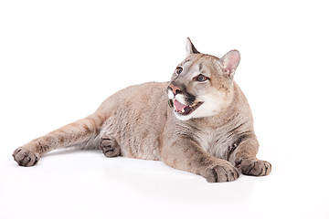 Image showing Puma