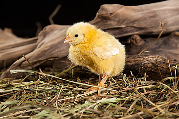 Image showing Little Yellow Chicken