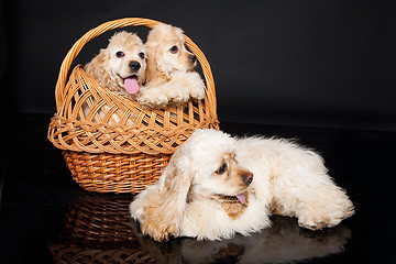 Image showing Cocker Spaniel