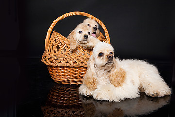 Image showing Cocker Spaniel