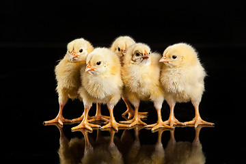 Image showing Little Yellow Chickens