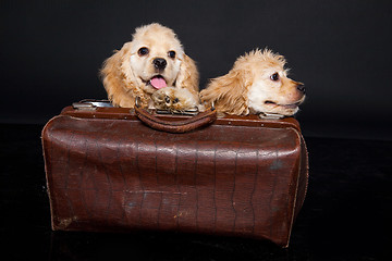 Image showing Cocker Spaniel