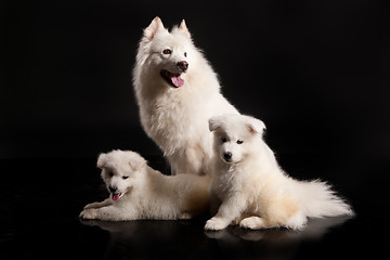 Image showing Family Of Samoyeds