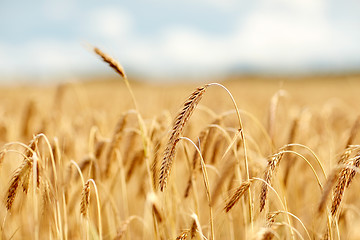 Image showing cereal field with spikelets of ripe rye or wheat