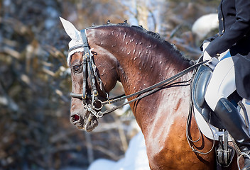 Image showing Equestrian sport - dressage head of sorrel horse