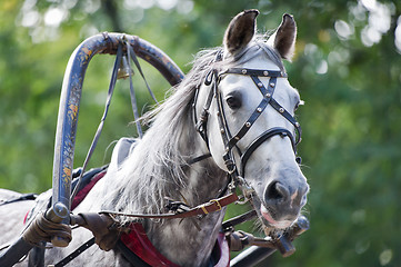 Image showing Portrait of gray carriage driving horse