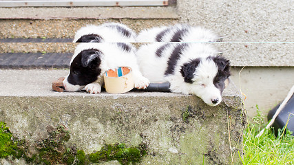 Image showing Border Collie puppies sleeping on a farm