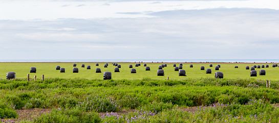 Image showing Hay bales sealed with plastic wrap