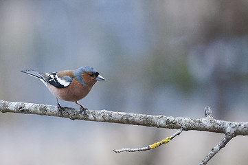 Image showing male chaffinch