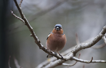 Image showing chaffinch