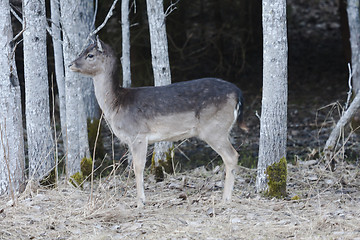 Image showing young fallow deer